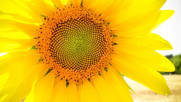 Velké kvetoucí slunečnice jako pozadí — Stock fotografie