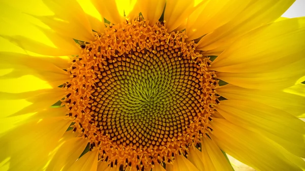 Slunečnice close-up s kopií prostor — Stock fotografie