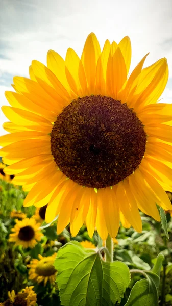 Velké kvetoucí slunečnice na poli, slunce — Stock fotografie