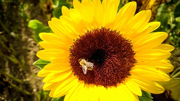 La abeja sobre el girasol, la recogida del polen —  Fotos de Stock