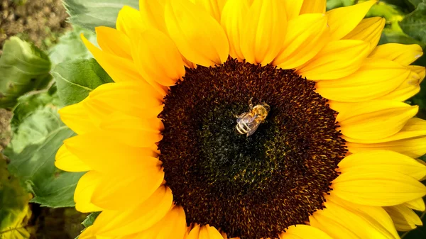 Včela na slunečnice, sběr pylu — Stock fotografie