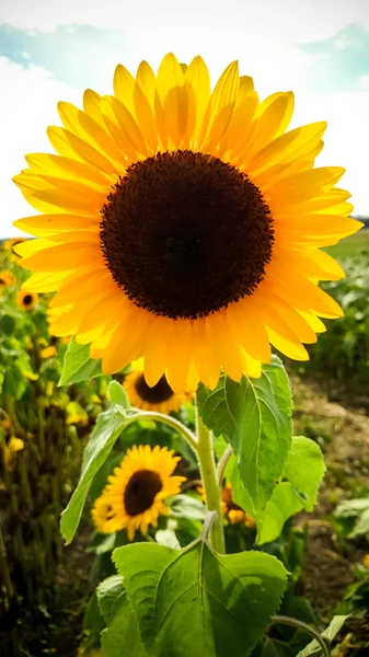 Velké slunečnice se sluníčkem — Stock fotografie