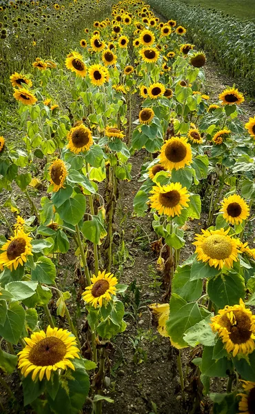 Campo de girasoles en flor sobre fondo puesta de sol —  Fotos de Stock