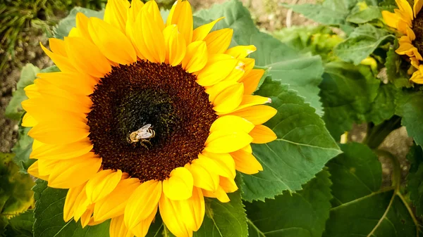 La abeja sobre el girasol, recogiendo el polen —  Fotos de Stock