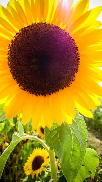 Gran girasol con sol —  Fotos de Stock