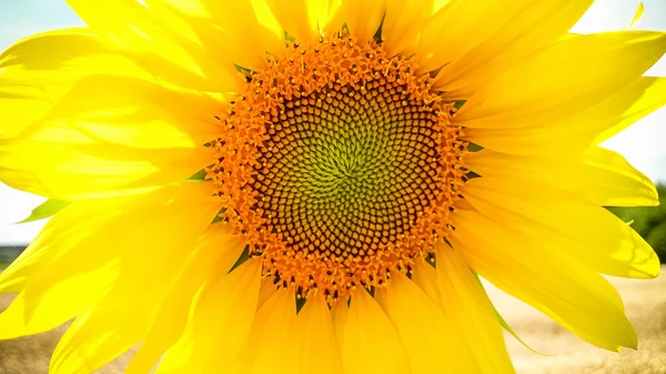 Gran girasol en flor como fondo —  Fotos de Stock