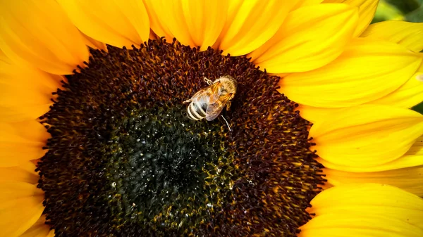 Bee op een zonnebloem, verzamelen van stuifmeel — Stockfoto