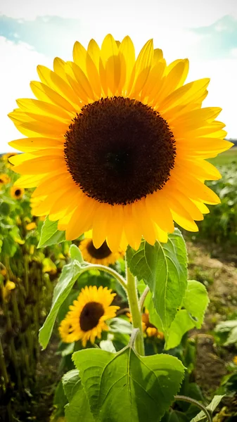 Gran girasol en flor en el campo, puesta de sol —  Fotos de Stock