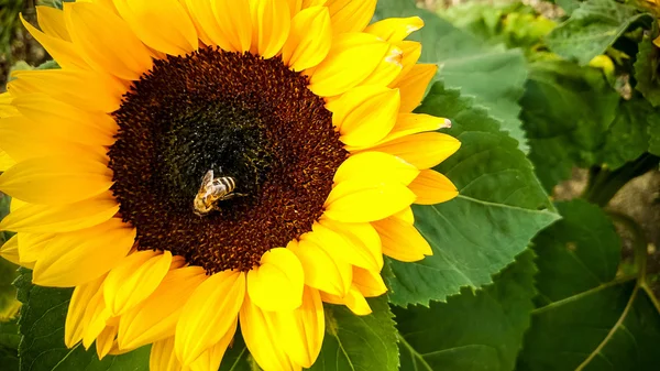 La abeja sobre el girasol, recogiendo el polen —  Fotos de Stock