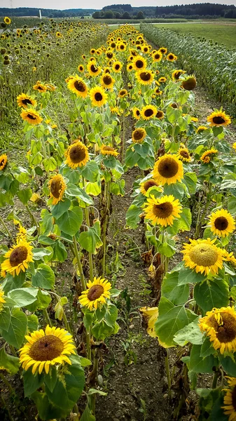 Campo de girasoles en flor sobre fondo puesta de sol —  Fotos de Stock