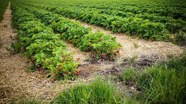 Strawberry Field with ripe berries as background Stock Picture