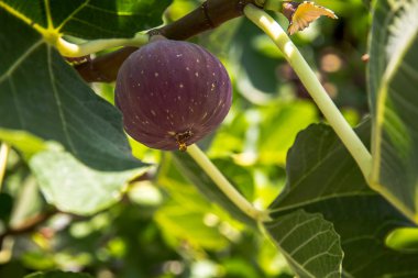 Olgun mor incir suyu ile damlama