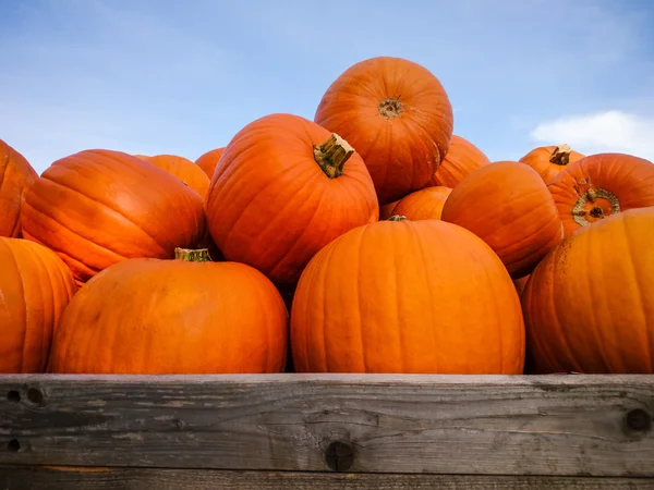 Calabazas gigantes en el cielo azul —  Fotos de Stock