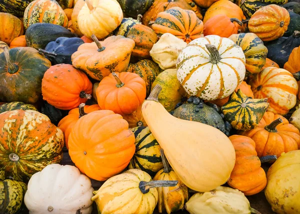 Gourds ornamentali variopinti, vista dall'alto — Foto Stock