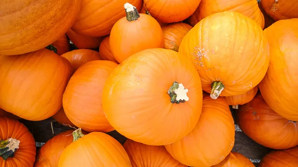 Abóboras laranja como fundo — Fotografia de Stock