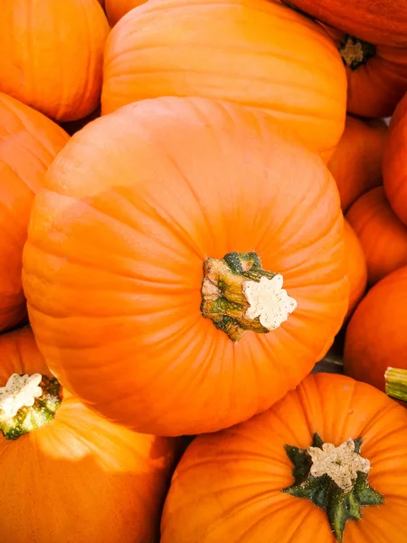 Abóboras laranja como fundo — Fotografia de Stock