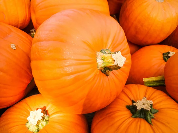 Abóboras laranja como fundo — Fotografia de Stock