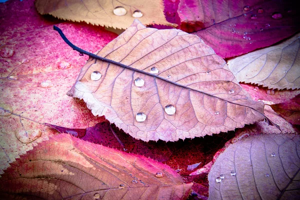 雨の滴の葉 — ストック写真