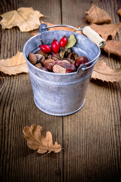 Zinkeimer voller Eicheln, Kastanien und Hagebutten — Stockfoto
