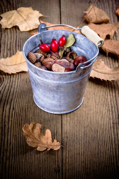 Cubo de zinc lleno de bellota, castaño y rosa mosqueta —  Fotos de Stock