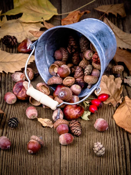 Rozproszone owoce dzikiej róży, żołędzie i autumn odchodzi — Zdjęcie stockowe