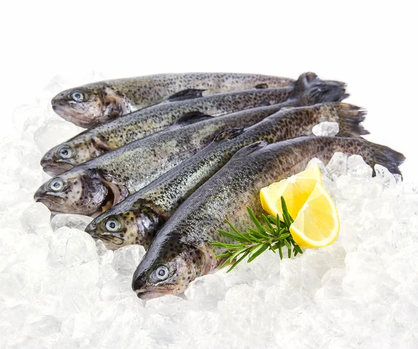 Five fresh rainbow trout with lemon on ice — Stock Photo, Image