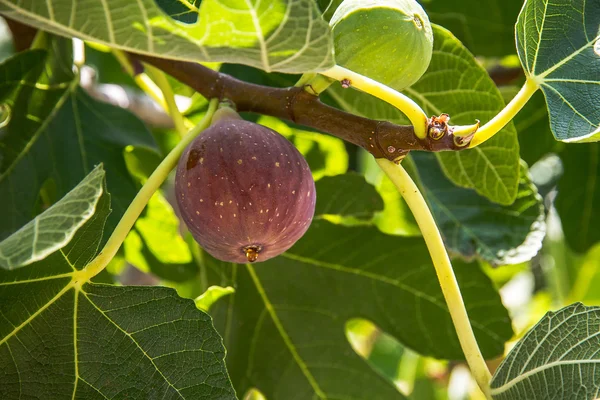 Higos púrpura maduros goteando con jugo — Foto de Stock