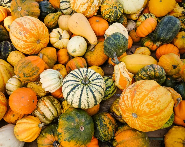 Bunte Zierkürbisse, Nahaufnahme Stockbild