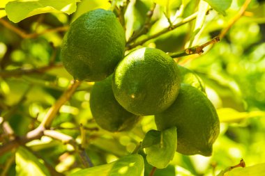 Ağaç üzerinde dört olgunlaşmamış yeşil limon