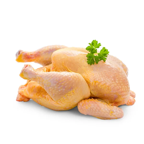 Pollo nutrito con mais su sfondo bianco — Foto Stock