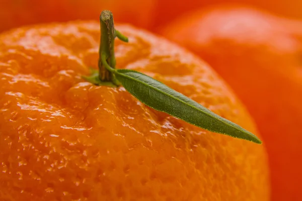 Mandarina madura con hoja, de cerca — Foto de Stock