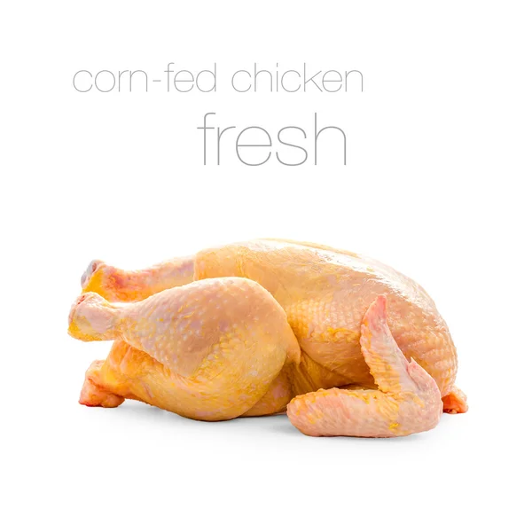 Kukorica-táplált csirke fehér háttér — Stock Fotó