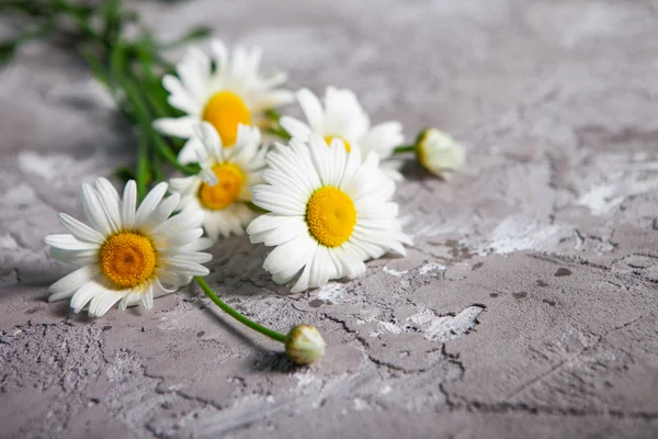 Beautiful Daisies, Summer card — Stock Photo, Image