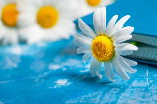Summer Floral kort med kamomillblommor — Stockfoto