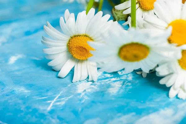 Tarjeta floral de verano con flores de manzanilla — Foto de Stock