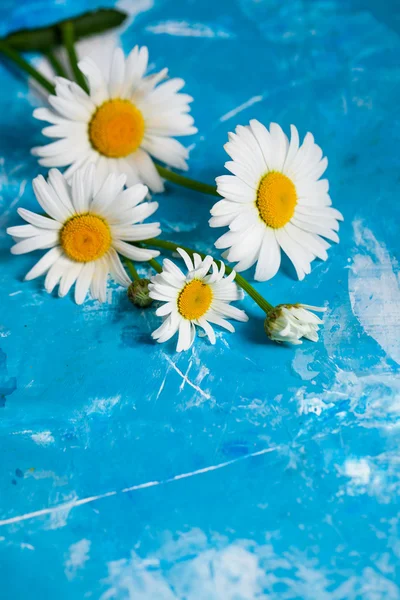 Tarjeta floral de verano con flores de manzanilla — Foto de Stock