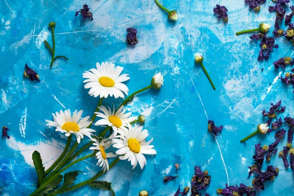 Sommer Blumen Karte mit Kamillenblüten — Stockfoto