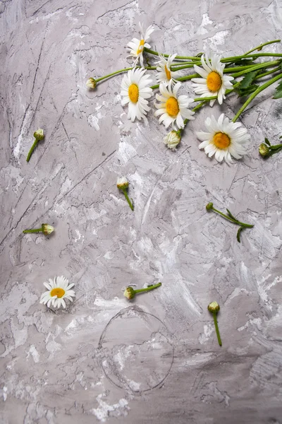 Schöne Gänseblümchen, Sommerkarte — Stockfoto