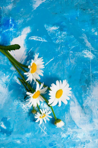 Karta kwiatowy lato z kwiatów rumianku — Zdjęcie stockowe