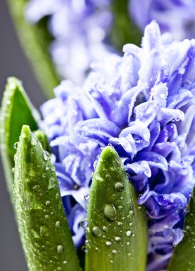 Beautiful blue  Hyacinths clipart