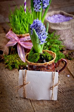 Boş beyaz kartı ile sümbül