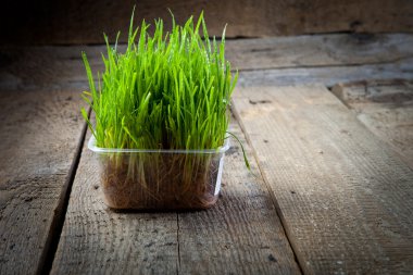 Green grass in box