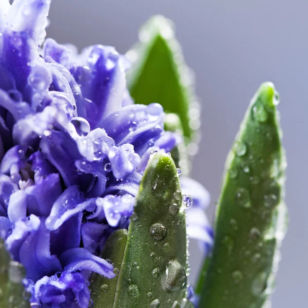 Beautiful blue  Hyacinths — Stock Photo, Image