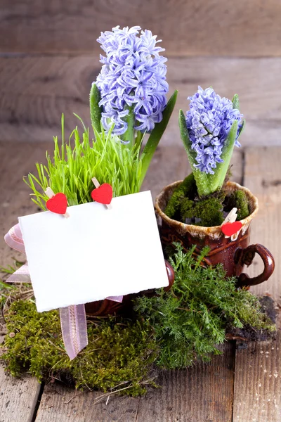 Hyacinty s prázdnou bílou kartu — Stock fotografie