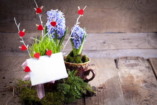 Jacintos con tarjeta blanca vacía — Foto de Stock