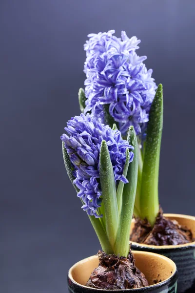 Blå hyacinter blomma — Stockfoto