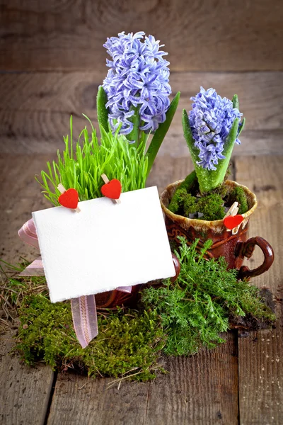 Jacintos con tarjeta blanca vacía — Foto de Stock