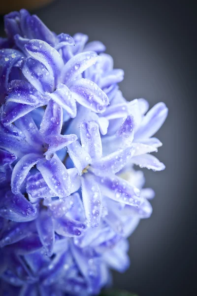 Blå hyacinter blomma — Stockfoto