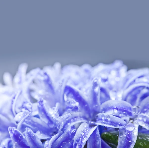Голубые гиацинты — стоковое фото