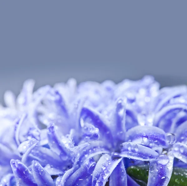 Blue Hyacinths flower — Stock Photo, Image